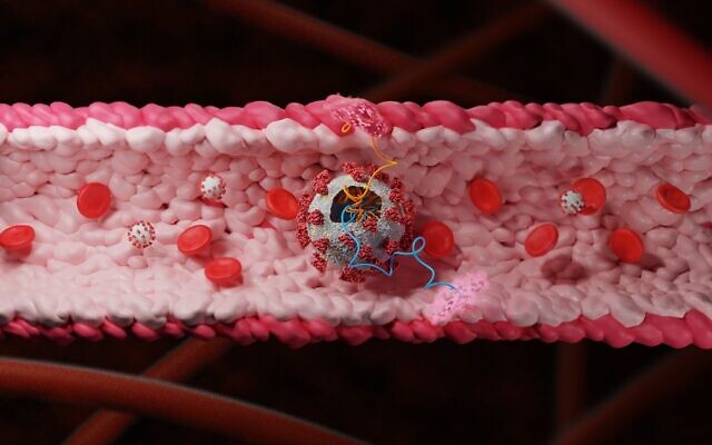 The coronavirus infecting a blood vessel (courtesy of Tel Aviv University)