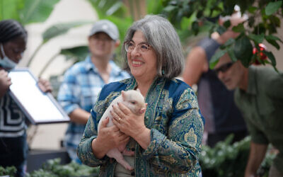 Miami Mayor Daniella Levine Cava pardoned piglets Manchita, David, Shlomo and Sakura at a ceremony Tuesday. (Daniella Levine Cava via JTA)