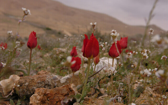 Tulips bloom in the mountains of the Negev desert after four days of rain (Yossi Zamir/Flash 90) Tulips bloom in the mountains of the Negev desert after four days of rain (Yossi Zamir/Flash 90)