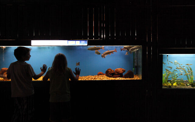 Young boys look at fish at the aquarium at the Jerusalem Biblical Zoo. July 25, 2012 (Miriam Alster/FLASH90) Young boys look at fish at the aquarium at the Jerusalem Biblical Zoo. July 25, 2012 (Miriam Alster/FLASH90)