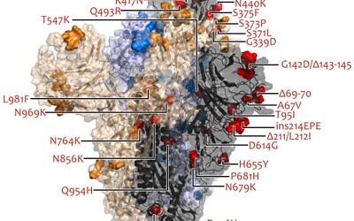 Omicron variant spike protein mutations (MRC-University of Glasgow Centre for Virus Research)