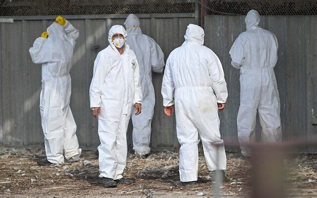 Workers in protective gear in Moshav Givat Yoav, in northern Israel, following an outbreak of the bird flu, December 29, 2021. (Michael Giladi/Flash90) Workers in protective gear in Moshav Givat Yoav, in northern Israel, following an outbreak of the bird flu, December 29, 2021. (Michael Giladi/Flash90)