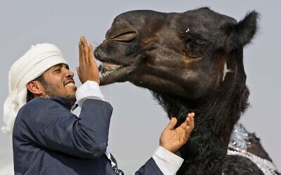 Illustrative: A festival official touches the lip of a camel, originally from, Saudi Arabia, during the final day of Mazayin Dhafra Camel Festival in the United Arab Emirates, Dec. 25, 2010. (AP Photo/Kamran Jebreili, File)