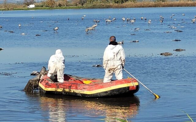 Gathering the carcasses of wild cranes killed by avian flu at the Hula Lake Nature Reserve in northern Israel, December 27. (Hadas Kahaner, Israel Nature and Parks Authority) Gathering the carcasses of wild cranes killed by avian flu at the Hula Lake Nature Reserve in northern Israel, December 27. (Hadas Kahaner, Israel Nature and Parks Authority)