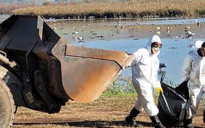 Gathering the carcasses of wild cranes killed by avian flu at the Hula Lake Nature Reserve in northern Israel, December 27. (Hadas Kahaner, Israel Nature and Parks Authority)
