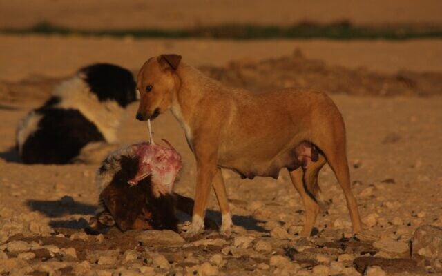 A feral dog. (Ohad Yahalomi, Israel Nature and Parks Authority) A feral dog. (Ohad Yahalomi, Israel Nature and Parks Authority)