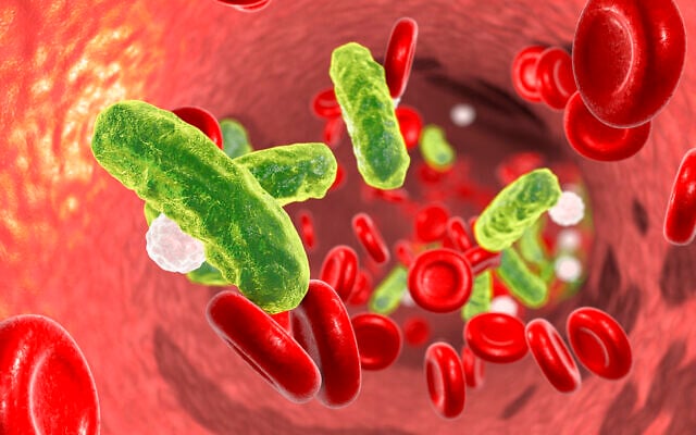 3D illustration showing rod-shaped bacteria infecting blood  (r_Microbe  via iStock by Getty Images)