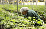 Illustrative: Cannabis plants grown for medical use in Israel. (Chen Galili)