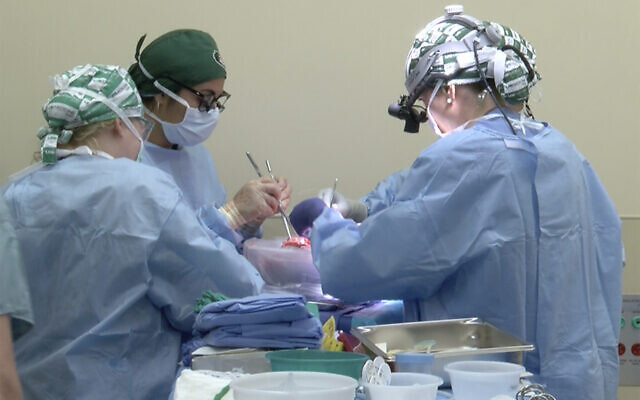 US surgeons prepare to transplant kidneys from a genetically modified pig into the body of a deceased recipient in September 2021. (University of Alabama at Birmingham via AP)