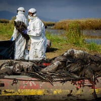 Agriculture Ministry staff work in protective gear to clean up dead cranes infected with Avian Influenza (bird flu) from the Hula Lake Reserve in northern Israel, January 2, 2022. (Moraz Brom/Flash90)