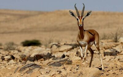 A gazelle in southern Israel, July 14, 2017. Ice Age humans feasted on gazelle, along with smaller prey animals, according to a new Hebrew University study. (Haim Shohat/Flash90)
