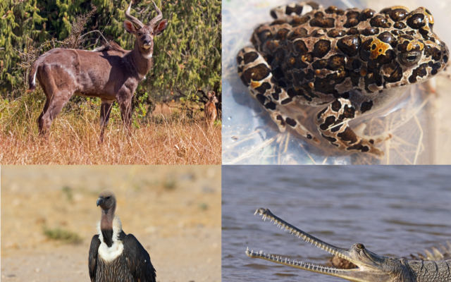 Image: Some of the extremely declining species in the Living Planet Report. Top Left- The Mountain Nyala (photo credit: Charles J Sharp - link), Top right - The Yosemite Toad (photo credit: Maierpa - link), Bottom left - The White-rumped Vulture (photo credit: Ravi Sangeetha- link), and bottom right - The Gharial (photo credit: Charles J Sharp - link). All images from Wikimedia Commons via Ben Gurion University of the Negev) Image: Some of the extremely declining species in the Living Planet Report. Top Left- The Mountain Nyala (photo credit: Charles J Sharp - link), Top right - The Yosemite Toad (photo credit: Maierpa - link), Bottom left - The White-rumped Vulture (photo credit: Ravi Sangeetha- link), and bottom right - The Gharial (photo credit: Charles J Sharp - link). All images from Wikimedia Commons via Ben Gurion University of the Negev)