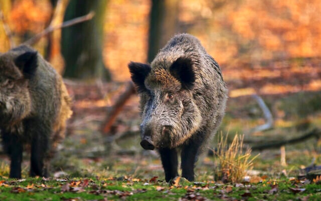 The documentary 'Magnificent Beast' examines how ferocious wild boar such as this one were domesticated through the centuries and across continents, yet still remain a threat to livestock and humans. (Courtesy Donkey Universe Films)
