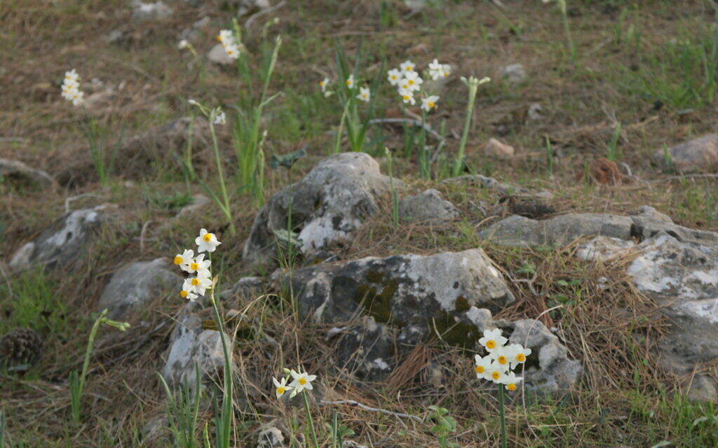 Narcissus, more commonly known as daffodils, near the Benny Kaplan Overlook in Neve Ilan Forest. (Shmuel Bar-Am)