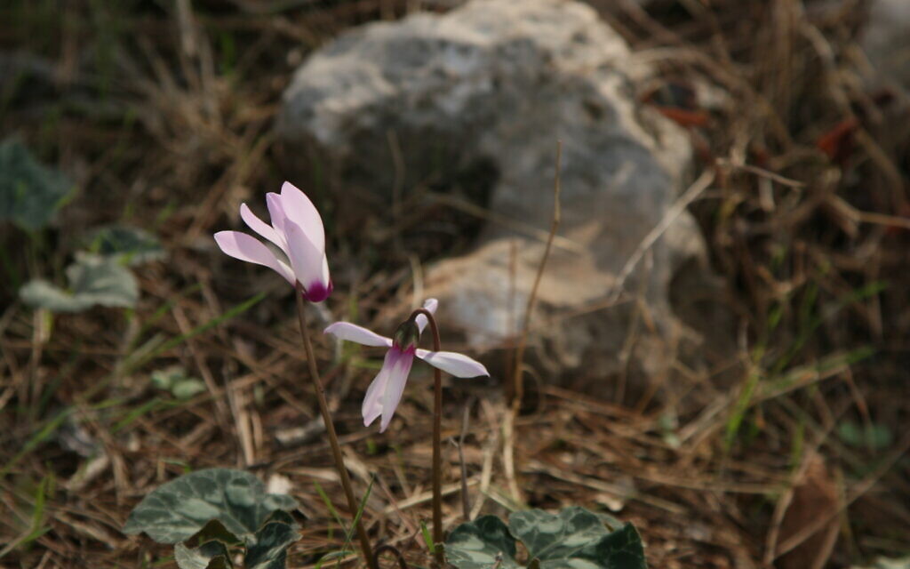 A forest cyclamen in Neve Ilan Forest. (Shmuel Bar-Am)