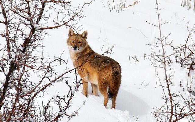 A jackal seen on Mount Hermon in 2021. (Dafna Ben Nun)
