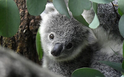 A young koala looks through eucalyptus leaves in a zoo in Duisburg, Germany, on September 28, 2018. (AP Photo/Martin Meissner, File)