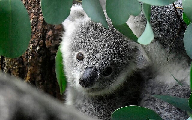 A young koala looks through eucalyptus leaves in a zoo in Duisburg, Germany, on September 28, 2018. (AP Photo/Martin Meissner, File) A young koala looks through eucalyptus leaves in a zoo in Duisburg, Germany, on September 28, 2018. (AP Photo/Martin Meissner, File)