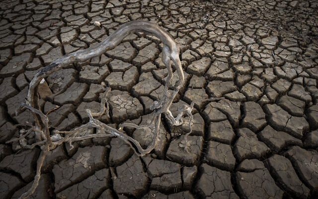 Roots are photographed near the old village of Aceredo in northwestern Spain, Feb. 11, 2022. (Emilio Morenatti/AP)