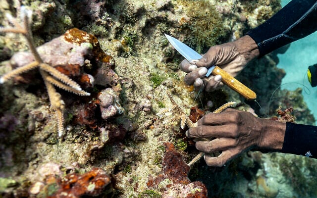 Diver Everton Simpson plants staghorn harvested from a coral nursery inside the the White River Fish Sanctuary, in Ocho Rios, Jamaica, Feb. 12, 2019. (David J. Phillip/AP)