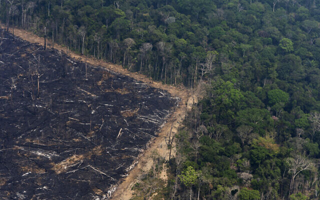 Jungle stands next to an area that was burnt due to wildfires near Porto Velho, Brazil, Friday, Aug. 23, 2019. (Victor R. Caivano/AP)