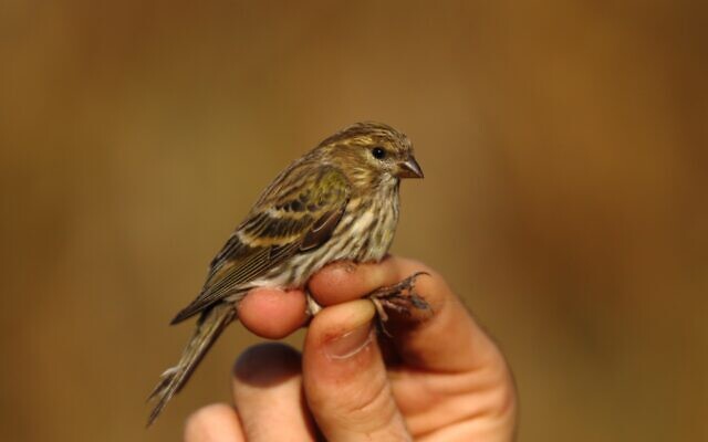 A European serin caught for bird ringing at the Poleg swamp. (Yotam Lehnardt)