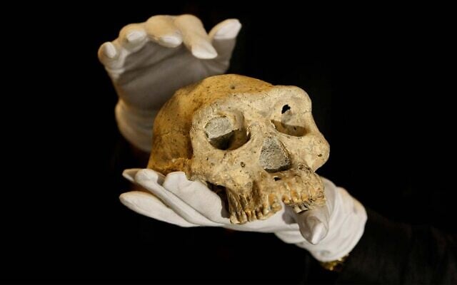 A pre-human skull found in 2005 in the ground at the medieval village Dmanisi, Georgia, pictured on October 2, 2013. (AP Photo/Shakh Aivazov) A pre-human skull found in 2005 in the ground at the medieval village Dmanisi, Georgia, pictured on October 2, 2013. (AP Photo/Shakh Aivazov)