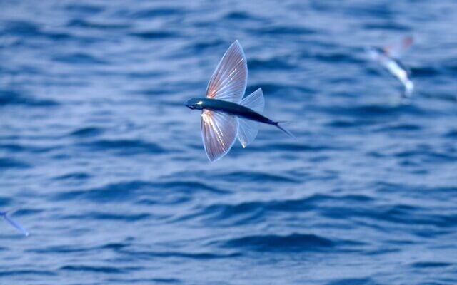 A species of flying fish at the Evtach marine reserve. (Guy Lavian/Israel Nature and Parks Authority) A species of flying fish at the Evtach marine reserve. (Guy Lavian/Israel Nature and Parks Authority)