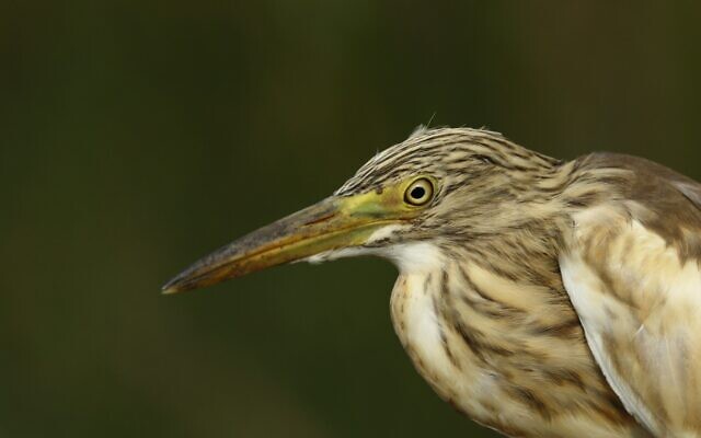 A squacco heron caught for bird ringing at the Poleg swamp. (Yotam Lehnardt)