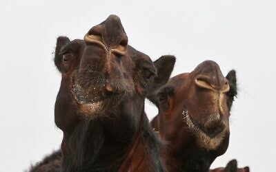 Camels are gathered to take part in a contest during the first Qatar Camel Festival, at Lebsayyer area of al-Shahaniyyah, around 25 Km northwest of the Qatari capital, on March 8, 2022. (KARIM JAAFAR / AFP)
