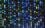 This undated image made available by the National Human Genome Research Institute shows the output from a DNA sequencer. (NHGRI via AP)