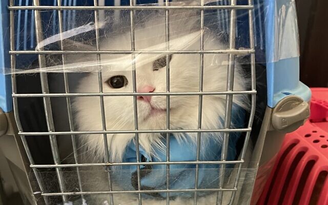 A cat stares out from its travel box at the Joint Distribution Committee's hub in Chișinău, Moldova, March 16, 2022. (Sue Surkes/Times of Israel)
