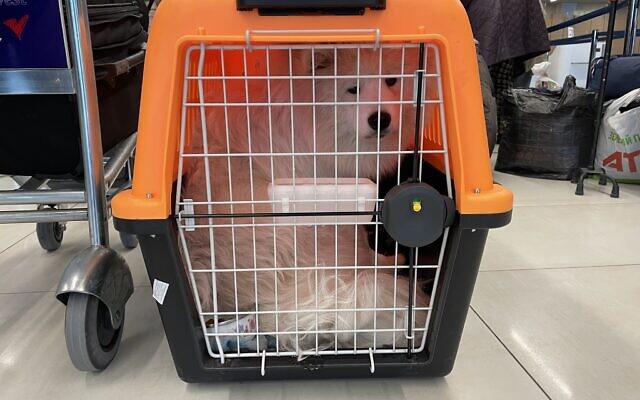 Snowy waiting to board the plane to Tel Aviv at Chișinău |(Kishinev) airport, Moldova, March 18, 2022. (Sue Surkes/Times of Israel)