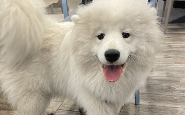 Free at last. Released from his traveling cage, Snowy romps around Ben Gurion on March 18, 2022. (Sue Surkes/ Times of Israel)