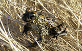 In this photo provided by the Nevada Department of Wildlife, a Dixie Valley toad sits atop grass in Dixie Valley, Nev., on April 6, 2009. The US Fish and Wildlife Service temporarily listed a rare northern Nevada toad as endangered on an emergency basis partly because of threats a geothermal plant in the works poses to its habitat in the only place its known to live in the world about 100 miles east of Reno. (Matt Maples/Nevada Department of Wildlife via AP, File)