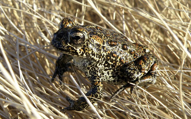 In this photo provided by the Nevada Department of Wildlife, a Dixie Valley toad sits atop grass in Dixie Valley, Nev., on April 6, 2009. The US Fish and Wildlife Service temporarily listed a rare northern Nevada toad as endangered on an emergency basis partly because of threats a geothermal plant in the works poses to its habitat in the only place its known to live in the world about 100 miles east of Reno. (Matt Maples/Nevada Department of Wildlife via AP, File) In this photo provided by the Nevada Department of Wildlife, a Dixie Valley toad sits atop grass in Dixie Valley, Nev., on April 6, 2009. The US Fish and Wildlife Service temporarily listed a rare northern Nevada toad as endangered on an emergency basis partly because of threats a geothermal plant in the works poses to its habitat in the only place its known to live in the world about 100 miles east of Reno. (Matt Maples/Nevada Department of Wildlife via AP, File)