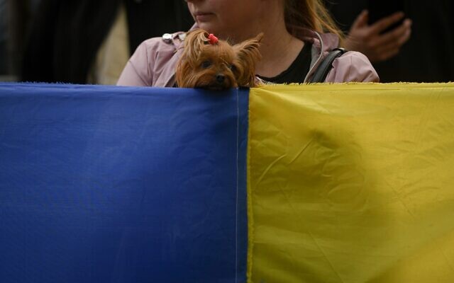 A dog peers over a large Ukrainian flag during a protest against Russia's war in Ukraine, in front of the Russian embassy in Bucharest, Romania, April 16, 2022. (AP Photo/Andreea Alexandru)