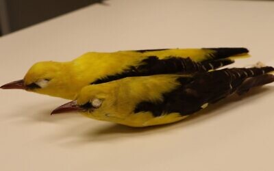 Eurasian golden oriole specimens from the Steinhardt Museum of Natural History, Tel Aviv University. (TAU)