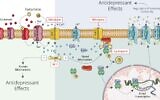 How ketamine works: A schematic representation of ketamine's newly discovered and previously known mechanisms of action. Ketamine molecules directly inhibit a receptor for the neurotransmitter glutamate (top left), generating a cascade of biochemical reactions that increases the expression of potassium channels (KCNQ) in neurons belonging to the glutamate network in the ventral hippocampus (right). (Weizmann Institute of Science)
