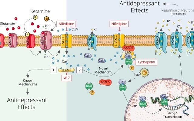 How ketamine works: A schematic representation of ketamine's newly discovered and previously known mechanisms of action. Ketamine molecules directly inhibit a receptor for the neurotransmitter glutamate (top left), generating a cascade of biochemical reactions that increases the expression of potassium channels (KCNQ) in neurons belonging to the glutamate network in the ventral hippocampus (right). (Weizmann Institute of Science) How ketamine works: A schematic representation of ketamine's newly discovered and previously known mechanisms of action. Ketamine molecules directly inhibit a receptor for the neurotransmitter glutamate (top left), generating a cascade of biochemical reactions that increases the expression of potassium channels (KCNQ) in neurons belonging to the glutamate network in the ventral hippocampus (right). (Weizmann Institute of Science)