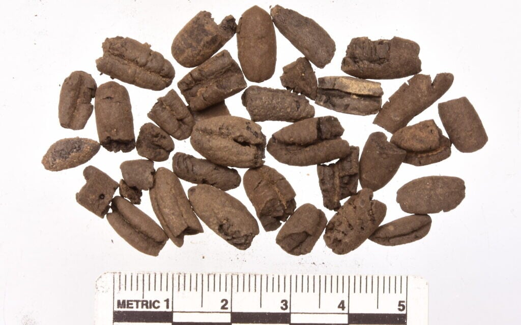 Date pits from Orhan Mor. (Roi Shapir)