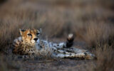 This Monday, May 26, 2014, photo shows a 7-year-old male Asiatic Cheetah, named 'Koushki,' at the Miandasht Wildlife Refuge in Jajarm, northeastern Iran. (AP Photo/Vahid Salemi)