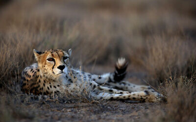This Monday, May 26, 2014, photo shows a 7-year-old male Asiatic Cheetah, named 'Koushki,' at the Miandasht Wildlife Refuge in Jajarm, northeastern Iran. (AP Photo/Vahid Salemi)