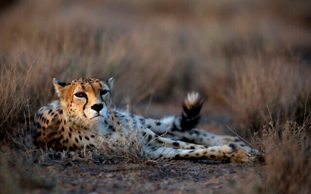This Monday, May 26, 2014, photo shows a 7-year-old male Asiatic Cheetah, named 'Koushki,' at the Miandasht Wildlife Refuge in Jajarm, northeastern Iran. (AP Photo/Vahid Salemi)