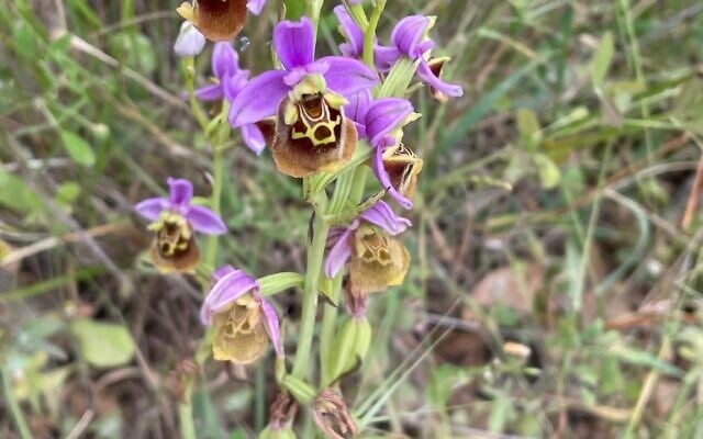 Drone bee orchid, Ophrys holosericea, seen near to the Rakit parking lot in the Carmel mountains, May 7, 2022. (Sue Surkes/Times of Israel). Drone bee orchid, Ophrys holosericea, seen near to the Rakit parking lot in the Carmel mountains, May 7, 2022. (Sue Surkes/Times of Israel).
