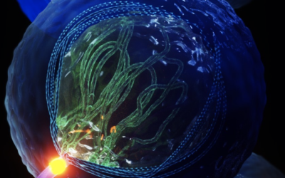 A young egg with the newly-documented zygotene cilium. (Courtesy of Hebrew University)