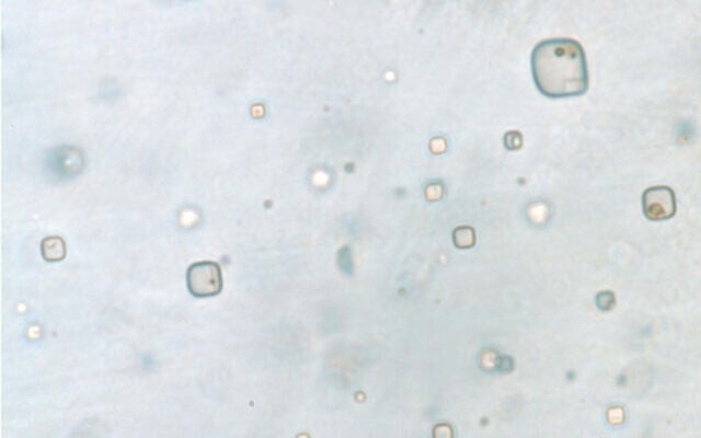Fluid inside a salt crystal with what appear to be microorganisms. (Courtesy/Courtesy Sara Schreder-Gomes)