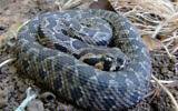 Illustrative: A Palestine viper in Israel. (CC BY-SA 3.0, Guy Haimovitch, Wikimedia Commons)