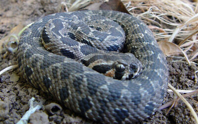 Illustrative: A Palestine viper in Israel. (CC BY-SA 3.0, Guy Haimovitch, Wikimedia Commons)