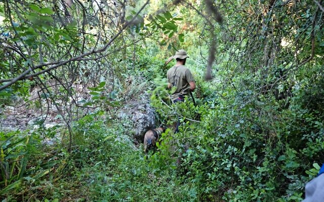 An Israel Dog Unit volunteer searching Mount Meron for missing persons. (Courtesy IDU)